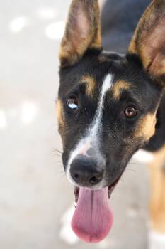 Rescue Shepherd and Husky Dogs for Adoption in El Paso, Texas - Skye | PetCurious