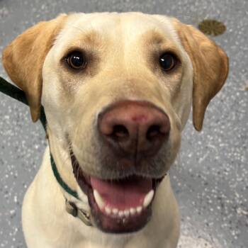 Mixed Breed Dogs Available for Adoption - Otis | PetCurious