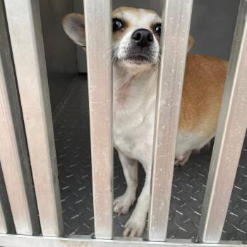 Chihuahua Dogs Available for Adoption - Aurora B1206 | PetCurious