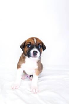Kramer -  Australian Shepherd Dog for Adoption in Bixby, Oklahoma - Kramer | PetCurious