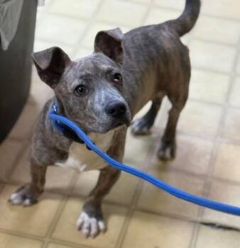 Rescue Dachshund and Bulldog Dogs for Adoption in Lutz, Florida - Dobby | PetCurious