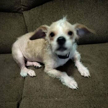 TOBI -  Terrier Dog for Adoption in Harlem, Georgia - TOBI | PetCurious