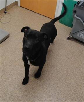 BRUNO -  Labrador Retriever and Mixed Breed Dog for Adoption in Albuquerque, New Mexico - BRUNO | PetCurious