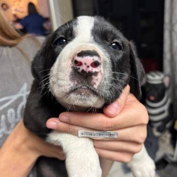 Mixed Breed Dogs Available for Adoption - Lee Fire Puppy | PetCurious