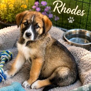 Rhodes -  Anatolian Shepherd and Mixed Breed Dog for Adoption in Phoenix, Arizona - Rhodes | PetCurious