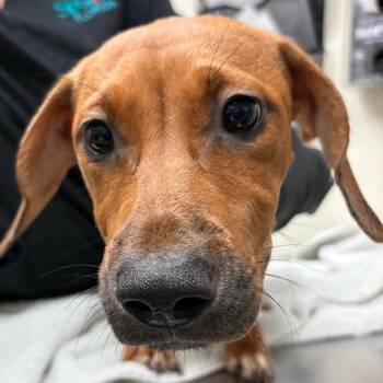 Kat -  Plott Hound Dog for Adoption in Lakeland, Florida - Kat | PetCurious