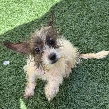 Milkbone (Benefactor Puppy) -  Yorkshire Terrier and Chihuahua Dog for Adoption in Abbotsford, British Columbia - Milkbone (Benefactor Puppy) | PetCurious