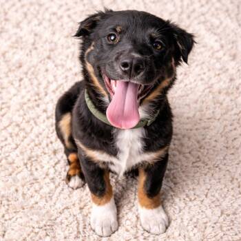 Australian Shepherd and Border Collie Dogs Available for Adoption - Razz – The Cutest Puppy, Friendly And Loving! | PetCurious