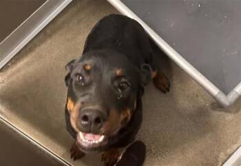 Kendrick -  Mixed Breed Dog for Adoption in West Chester, Pennsylvania - Kendrick | PetCurious