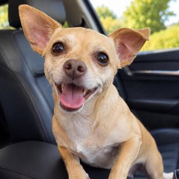 Papi -  Chihuahua Dog for Adoption in Mount Prospect, Illinois - Papi | PetCurious