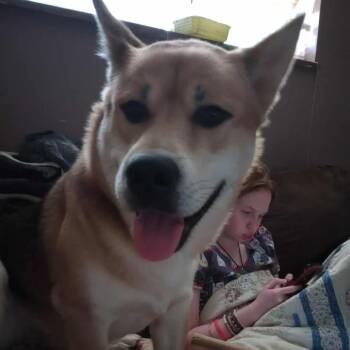 Rescue Husky and Shepherd Dogs for Adoption in Rossville, Georgia - Micco | PetCurious