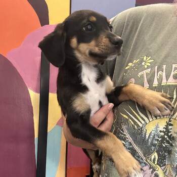 Alejandro -  Dachshund and Mixed Breed Dog for Adoption in Baton Rouge, Louisiana - Alejandro | PetCurious