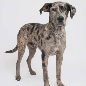 Hagrid -  Great Dane Dog for Adoption in Fairfax Station, Virginia - Hagrid | PetCurious