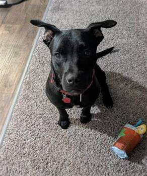 SONNY -  Mixed Breed Dog for Adoption in Jacksonville, Florida - SONNY | PetCurious