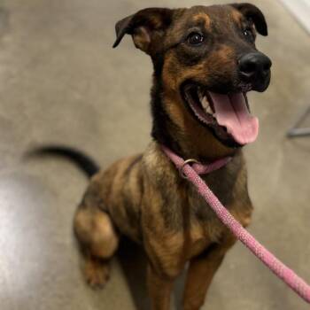 Dak -  German Shepherd Dog Dog for Adoption in Rock Falls, Illinois - Dak | PetCurious