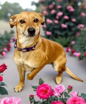 Chihuahua and Rat Terrier Dogs Available for Adoption - ITSY | PetCurious