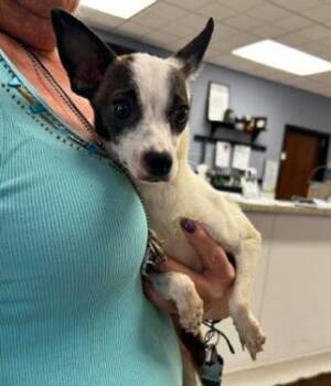 Boss lady -  Chihuahua Dog for Adoption in Thompson Falls, Montana - Boss Lady | PetCurious