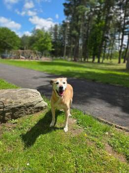 Rescue Labrador Retriever Dogs for Adoption in Salamanca, New York - Cletus | PetCurious