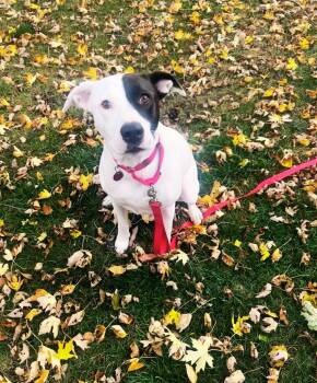 Rescue Mixed Breed Dogs for Adoption in Taycheedah, Wisconsin - Mckenzie | PetCurious