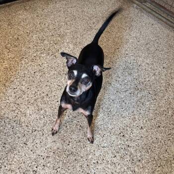 Sterling -  Miniature Pinscher and Mixed Breed Dog for Adoption in Brownsboro, Alabama - Sterling | PetCurious