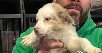 Tyler -  Border Collie and Corgi Dog for Adoption in Papillion, Nebraska - Tyler | PetCurious