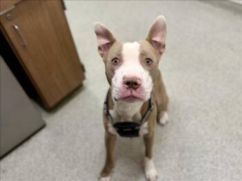Pit Bull Terrier and Mixed Breed Dogs Available for Adoption in Loveland, Colorado - RAMBO | PetCurious