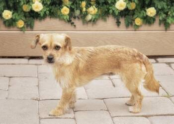 Rescue Terrier and Chihuahua Dogs for Adoption in El Cajon, California - Ruby | PetCurious