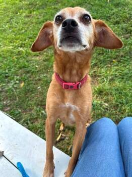 SCOOTER -  Beagle and Mixed Breed Dog for Adoption in St. Peters, Missouri - SCOOTER | PetCurious