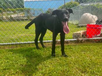 Bran Flakes -  Black Labrador Retriever Dog for Adoption in Wando, South Carolina - Bran Flakes | PetCurious