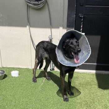 Canelo 0288 -  German Shepherd Dog Dog for Adoption in Loxahatchee Groves, Florida - Canelo 0288 | PetCurious