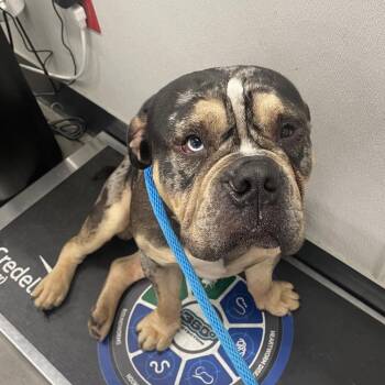 English Bulldog and Mixed Breed Dogs Available for Adoption - Grand | PetCurious