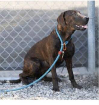 Rescue Rhodesian Ridgeback Dogs for Adoption in Oroville, California - SOPHIE | PetCurious