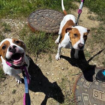 Misty -  Mixed Breed Dog for Adoption in Matteson, Illinois - Misty | PetCurious