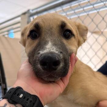 Bumble -  Husky and Mixed Breed Dog for Adoption in Reno, Nevada - Bumble | PetCurious