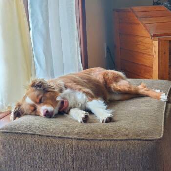 Leola -  Australian Shepherd and Mixed Breed Dog Available for Adoption in Buffalo, Minnesota - Leola | PetCurious