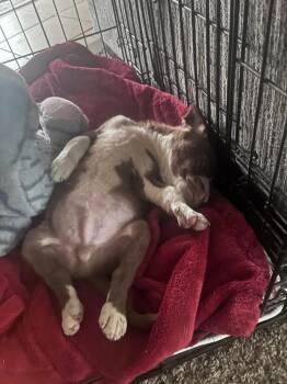 Terrier Dogs Available for Adoption in Colorado Springs, Colorado - Bernard | PetCurious