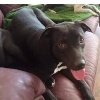 Jasmine -  Black Labrador Retriever and Shepherd Dog for Adoption in Shorewood, Illinois - Jasmine | PetCurious