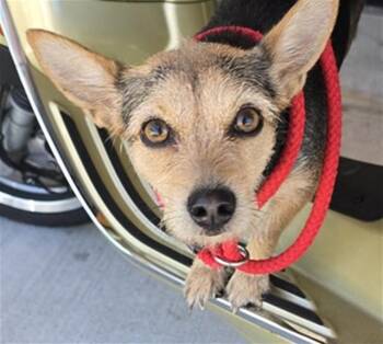 Australian Terrier Dogs Available for Adoption - A2473184 | PetCurious