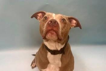 Harvey -  Pit Bull Terrier and Mixed Breed Dog for Adoption in Minneapolis, Minnesota - Harvey | PetCurious