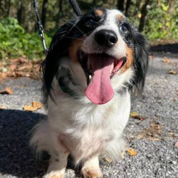 Perry -  Dachshund and Mixed Breed Dog for Adoption - Perry | PetCurious