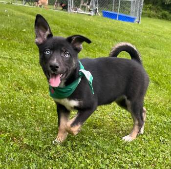 Siberian Husky and Mixed Breed Dogs Available for Adoption in Greensburg, Pennsylvania - Posy | PetCurious