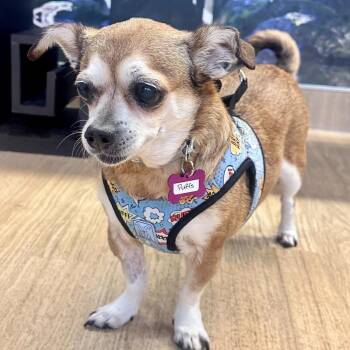 Chihuahua Dogs Available for Adoption - Puffs 13954 | PetCurious