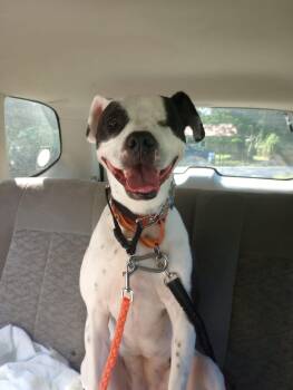 Rescue American Bulldog Dogs for Adoption in Roswell, Georgia - Ellie Beth | PetCurious