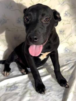 261207  Midnight -  Labrador Retriever Dog for Adoption in Wetumpka, Alabama - 261207  Midnight | PetCurious