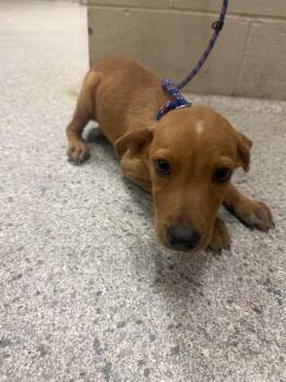 A432637 -  Labrador Retriever and Mixed Breed Dog for Adoption in Conroe, Texas - A432637 | PetCurious