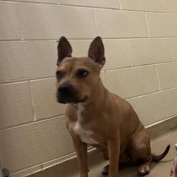 Mixed Breed Dogs Available for Adoption in Asheville, North Carolina - Athena | PetCurious