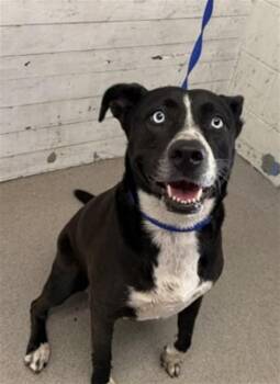 TRINITY -  Pit Bull Terrier Dog for Adoption in San Bernardino, California - TRINITY | PetCurious