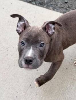 Jermaine (53230/3247) -  Pit Bull Terrier Dog for Adoption in Manassas, Virginia - Jermaine (53230/3247) | PetCurious