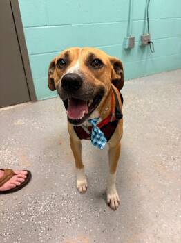 Mixed Breed Dogs Available for Adoption in Rockport, Texas - Rue | PetCurious