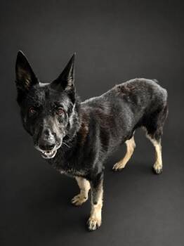 GEORGE -  German Shepherd Dog Dog for Adoption in Winter Haven, Florida - GEORGE | PetCurious